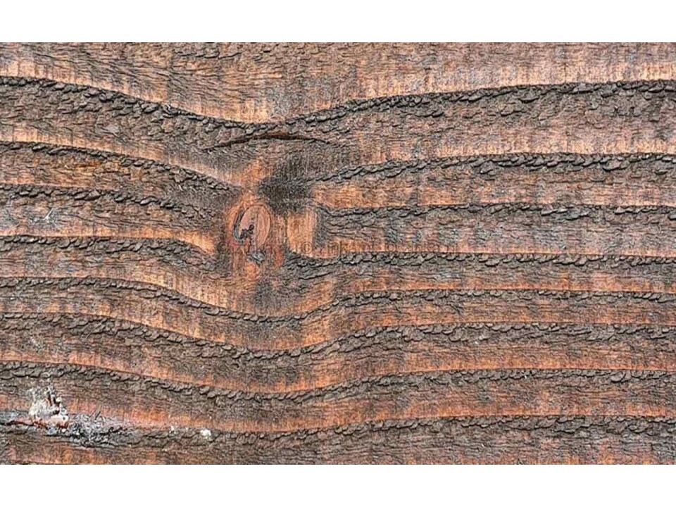 Buitenbeits palisander