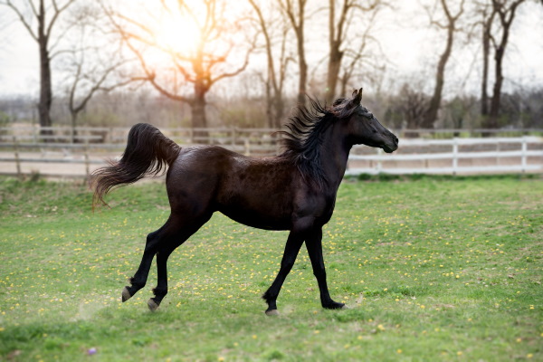 Lees hier alles over het hout van paardenbakken, rijbakken of de omheining van een paardenweide